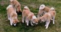 Japanese Akita Inu puppies