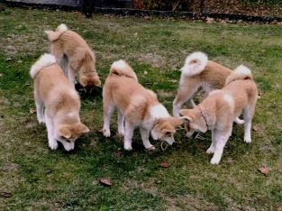 Japanese Akita Inu puppies