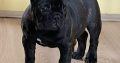 French Bulldog puppies for sale