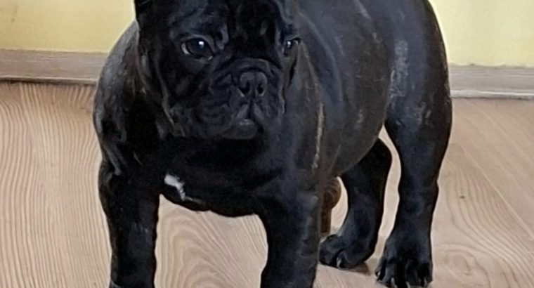 French Bulldog puppies for sale