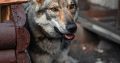 Czechoslovakian Wolfdog Puppies