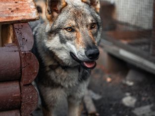 Czechoslovakian Wolfdog Puppies