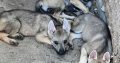 Czechoslovakian Wolfdog Puppies