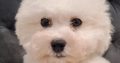Bichon Frise puppies for sale