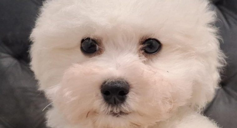 Bichon Frise puppies for sale