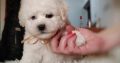 Bichon Frise puppies for sale