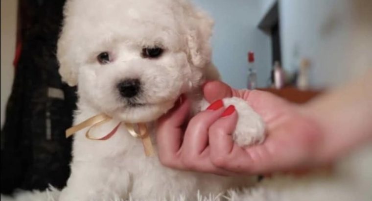 Bichon Frise puppies for sale