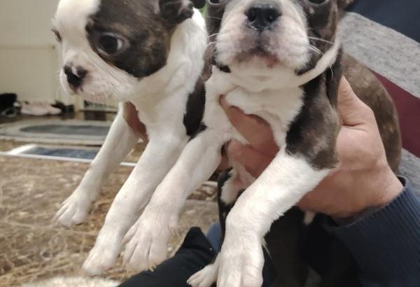 Boston terrier puppies for sale