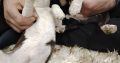 Boston terrier puppies for sale