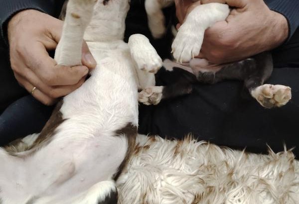 Boston terrier puppies for sale