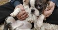 Boston terrier puppies for sale