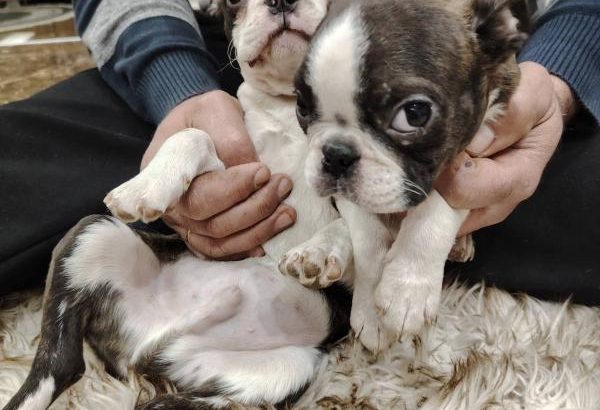 Boston terrier puppies for sale