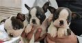 Boston terrier puppies for sale