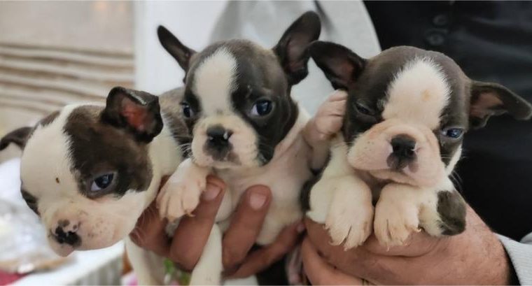 Boston terrier puppies for sale