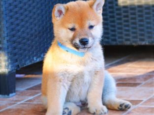 Shiba Inu puppies