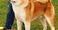 Japanese Akita Inu puppies