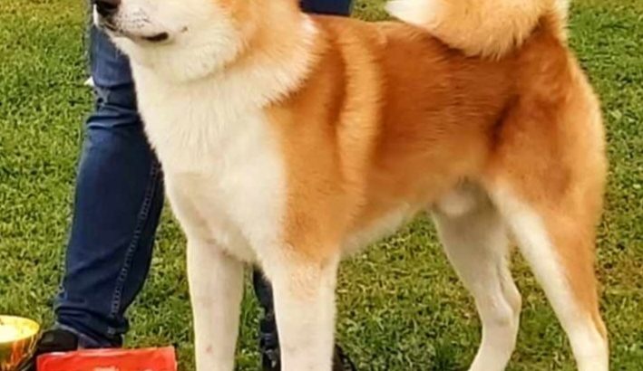 Japanese Akita Inu puppies