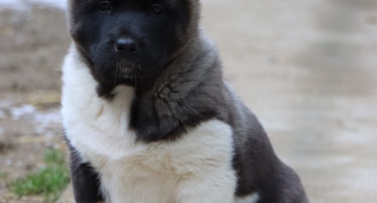 American Akita puppies