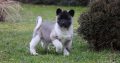 American Akita puppies