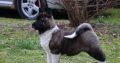 American Akita puppies