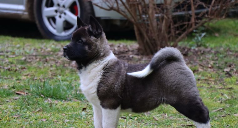 American Akita puppies