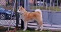 Japanese Akita Inu puppies
