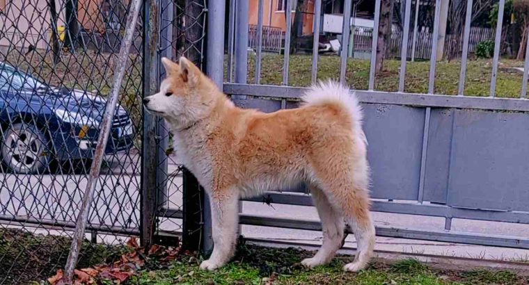 Japanese Akita Inu puppies