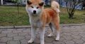 Japanese Akita Inu puppies