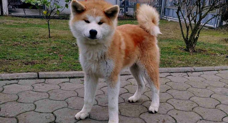 Japanese Akita Inu puppies