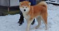Japanese Akita Inu puppies