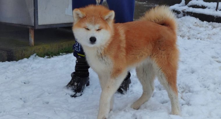 Japanese Akita Inu puppies