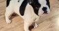 French Bulldog puppies for sale
