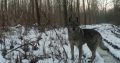 Czechoslovakian Wolfdog Puppies