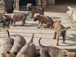 Belgian Malinois Shepherd puppies