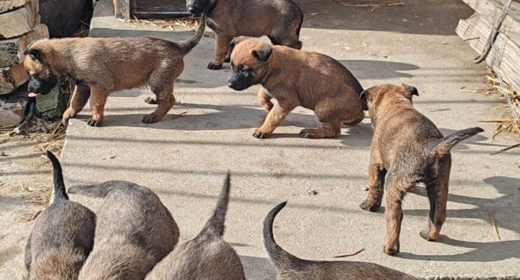 Belgian Malinois Shepherd puppies