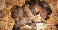 Belgian Malinois Shepherd puppies