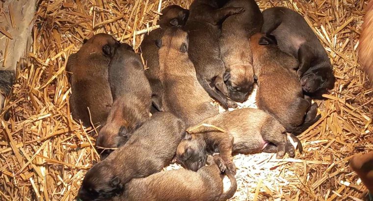 Belgian Malinois Shepherd puppies