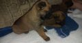 Belgian Malinois Shepherd puppies