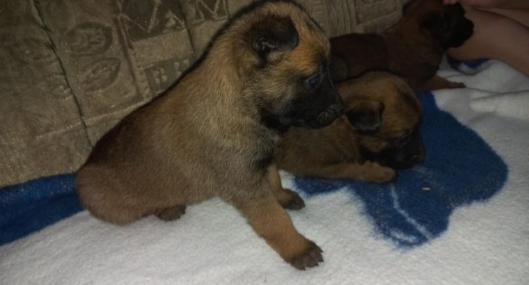 Belgian Malinois Shepherd puppies