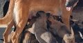 Belgian Malinois Shepherd puppies