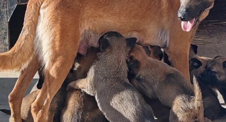 Belgian Malinois Shepherd puppies