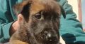 Belgian Malinois Shepherd puppies