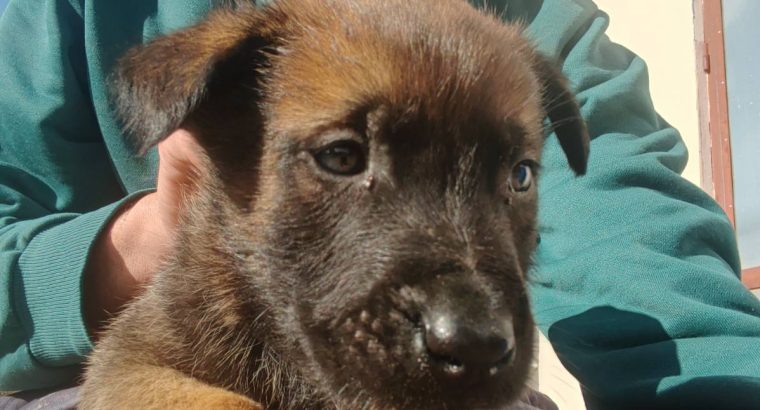 Belgian Malinois Shepherd puppies