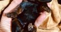 Black and Tan, Chocolate and Tan Toy Poodle puppies