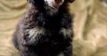 Black and Tan, Chocolate and Tan Toy Poodle puppies