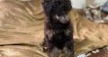 Black and Tan, Chocolate and Tan Toy Poodle puppies