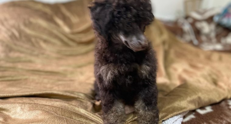 Black and Tan, Chocolate and Tan Toy Poodle puppies