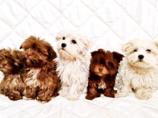 Bolonka Zwetna puppies