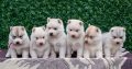 Siberian Husky puppies