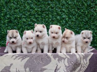 Siberian Husky puppies